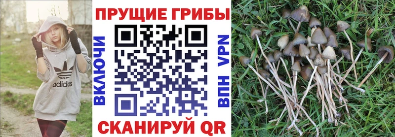 как найти закладки  Касимов  Галлюциногенные грибы мицелий 
